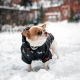 Зимний комбинезон куртка для маленьких собак Terry черный XL